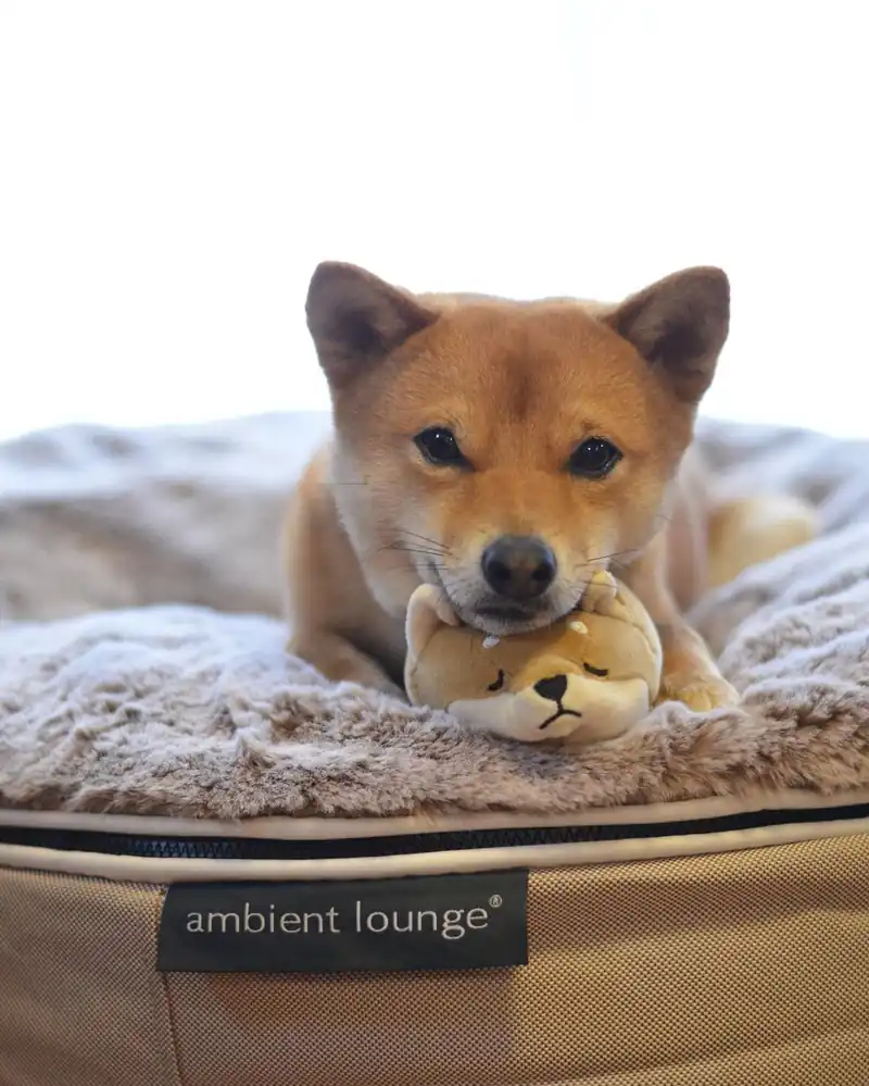 Акита на Pet Lounge Large
