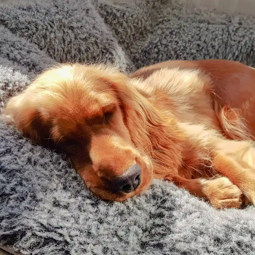 Американский кокер-спаниель на лежаке Pet Lounge Medium