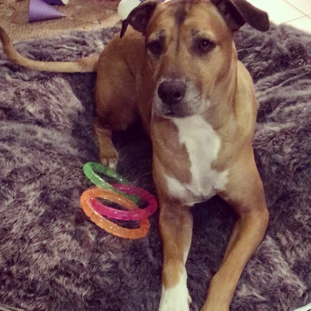 Амстафф на лежаке Pet Lounge Large
