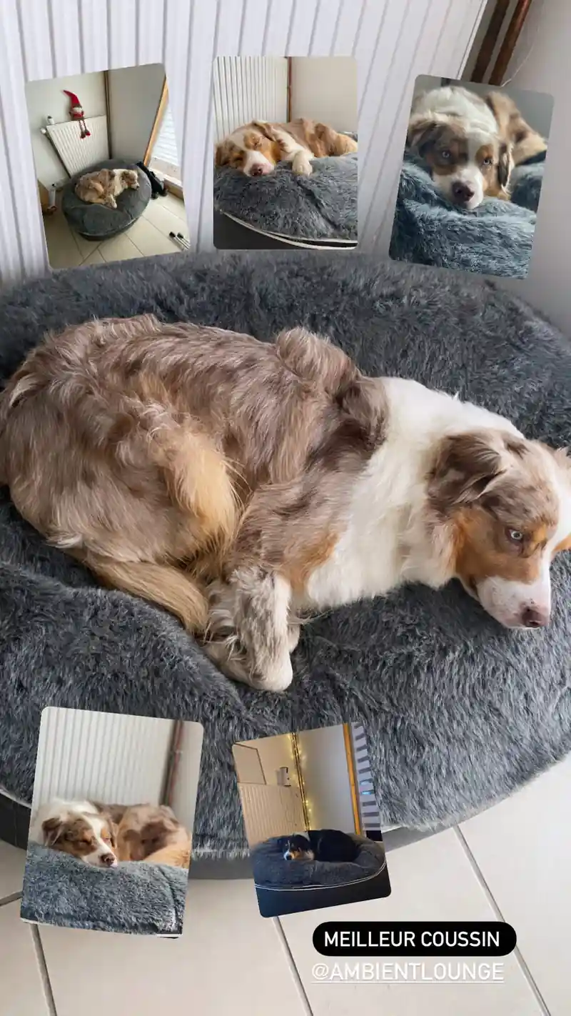 Австралийская овчарка на лежаке Pet Lounge Large