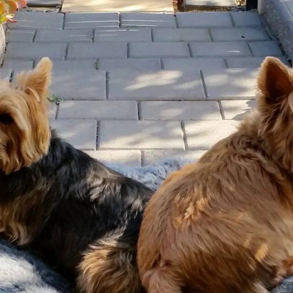 Австралийский терьер на лежаке Pet Lounge Small