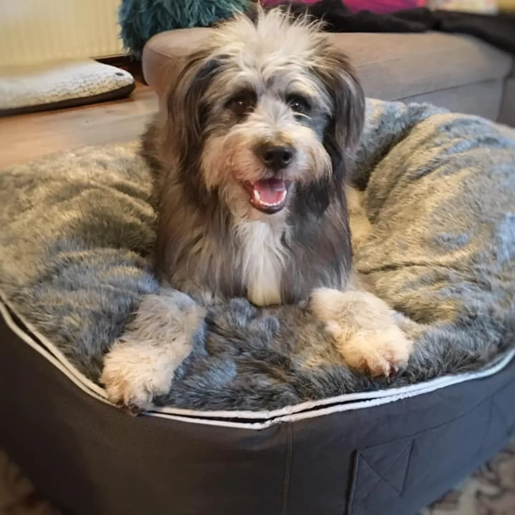 Бородатый колли на лежаке Pet Lounge Large