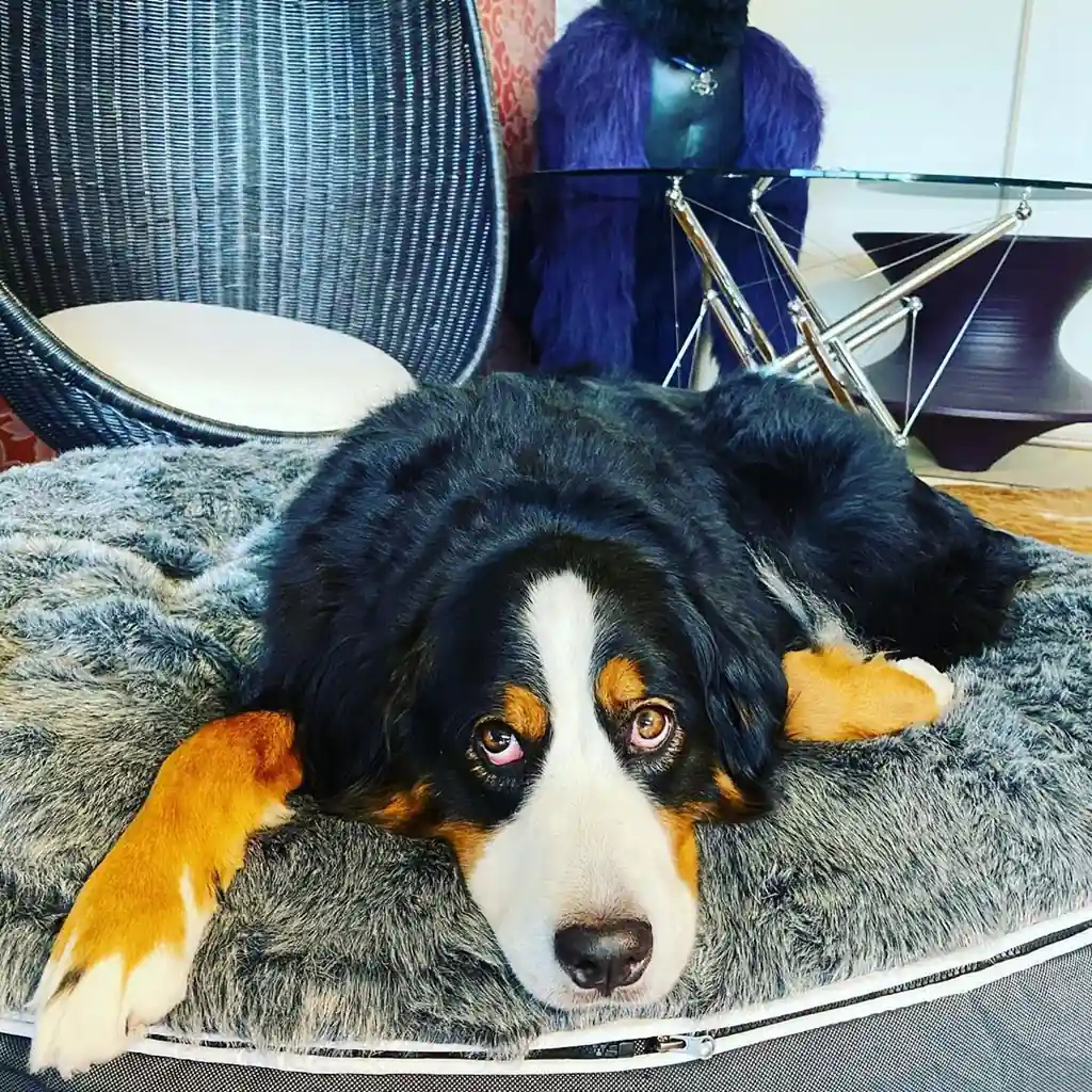 Бернский зенненхунд на лежаке Pet Lounge Large