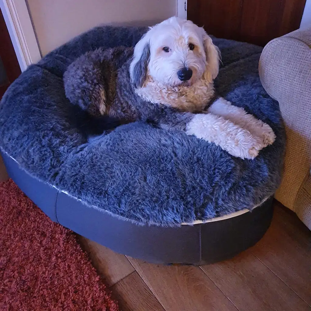 Бобтейл (старая английская овчарка) на лежаке Pet Lounge XXL