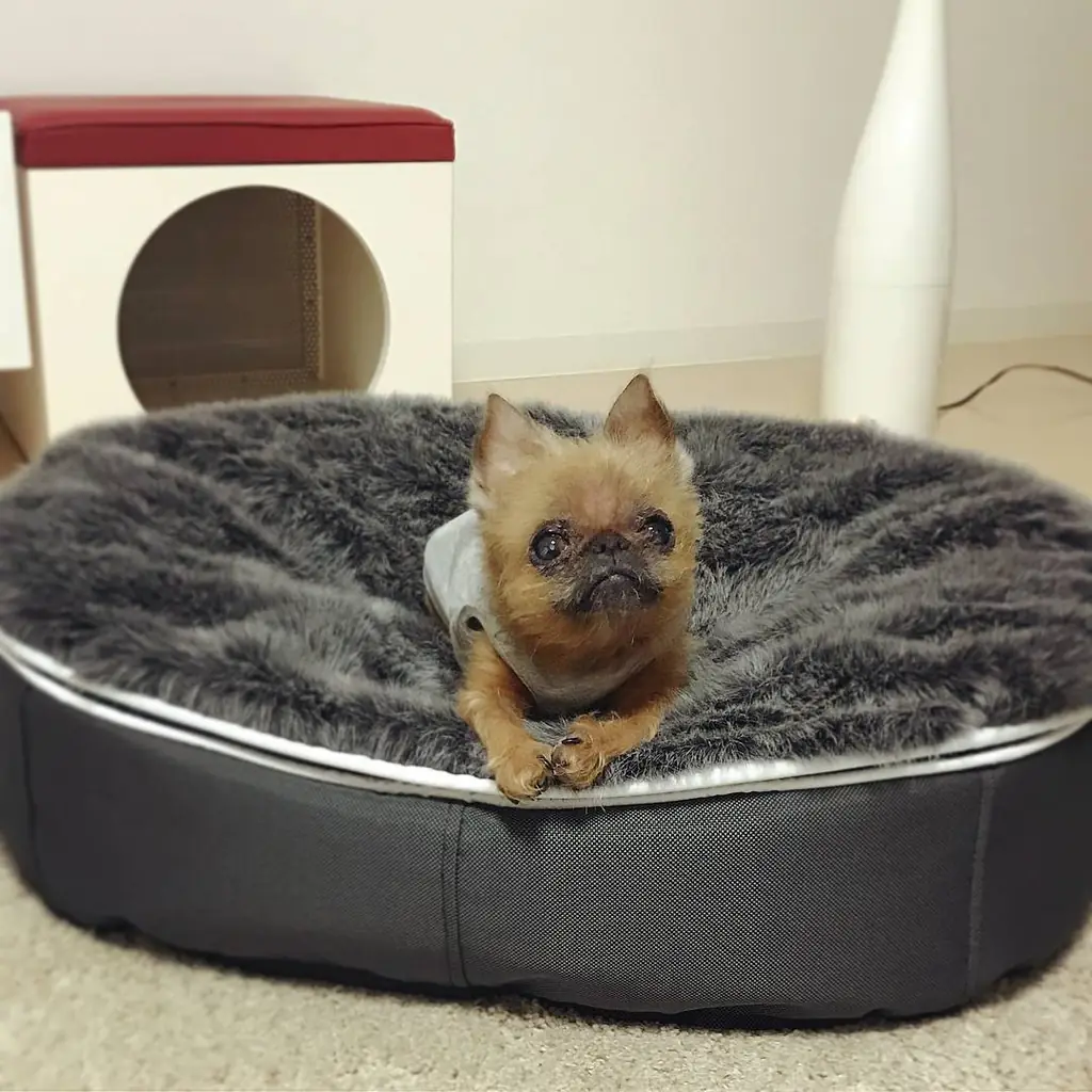 Брюссельский гриффон на лежаке Pet Lounge Small