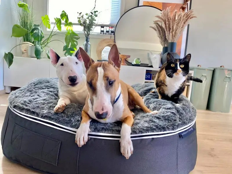 Бультерьер на лежаке Pet Lounge Large