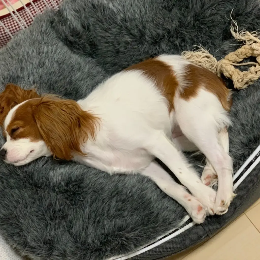 Кавалер кинг чарльз спаниель на лежаке Pet Lounge Small