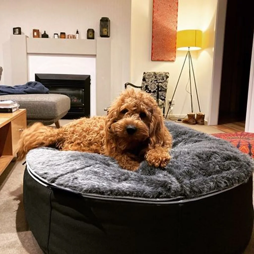 Кавудль на лежаке Pet Lounge Medium