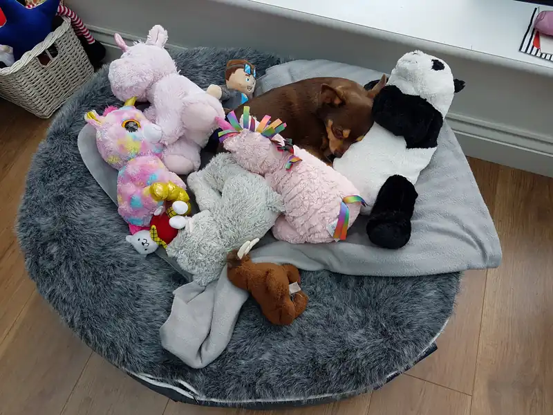 Чихуахуа отдыхает на мягком лежаке Pet Lounge