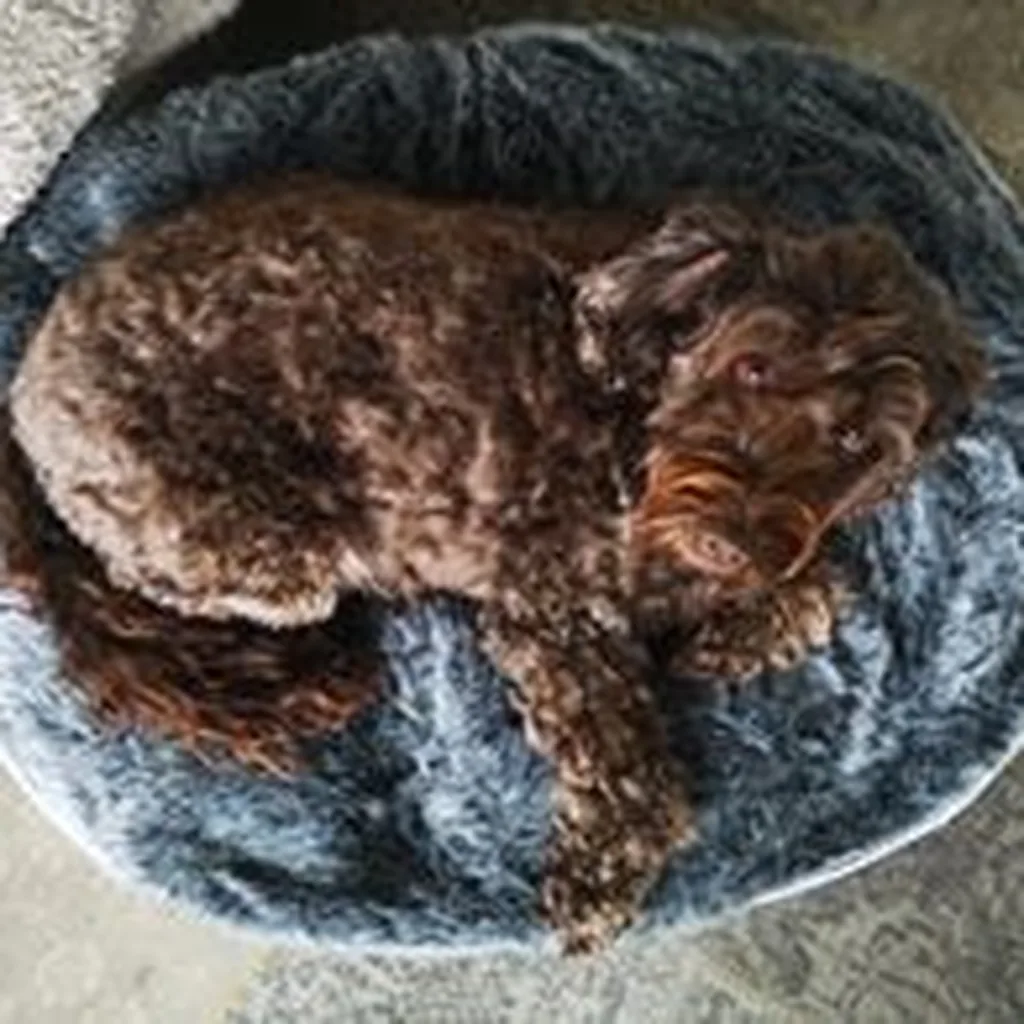 Кокапу на лежаке Pet Lounge Medium