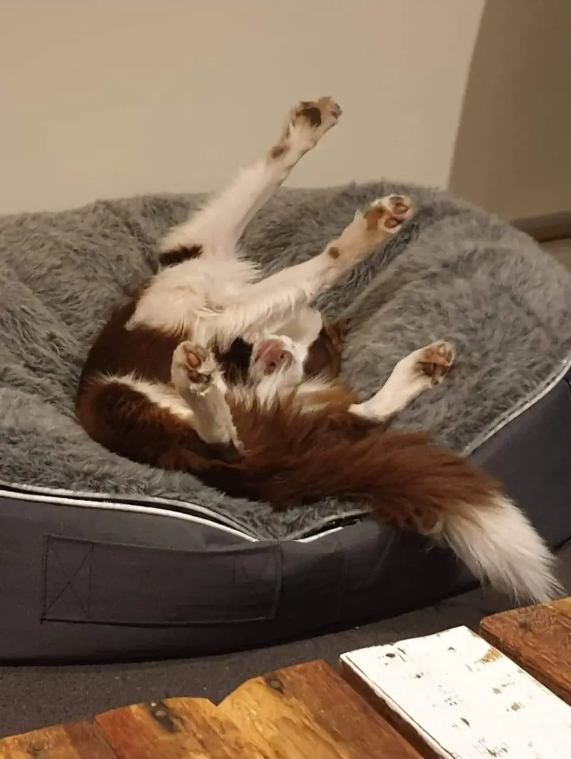 Колли на лежаке Pet Lounge Large