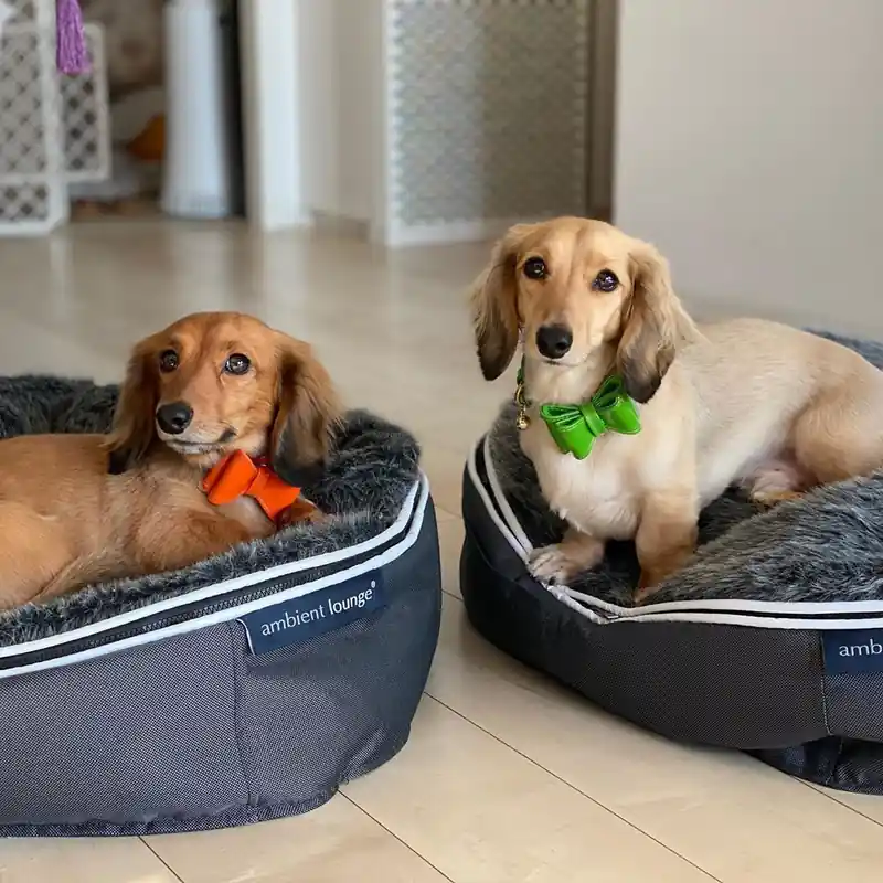Такса на лежаке Pet Lounge