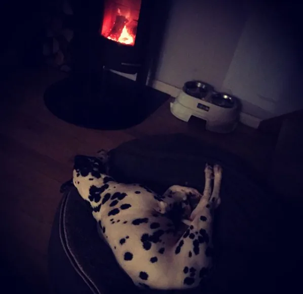 Далматин на лежаке Pet Lounge Large
