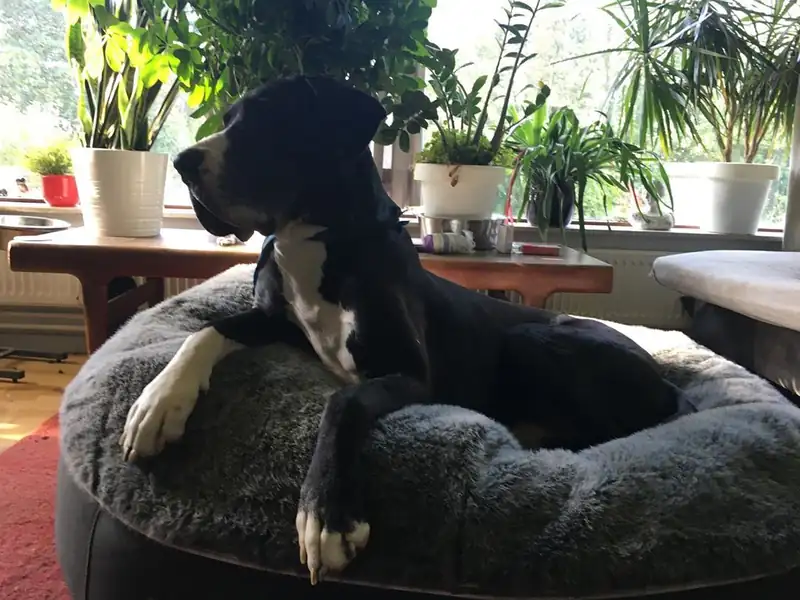 Немецкий дог на лежаке Pet Lounge XXL