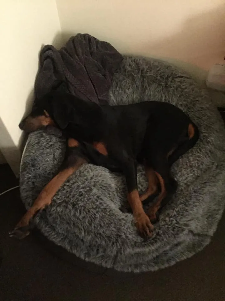 Доберман на Pet Lounge Large