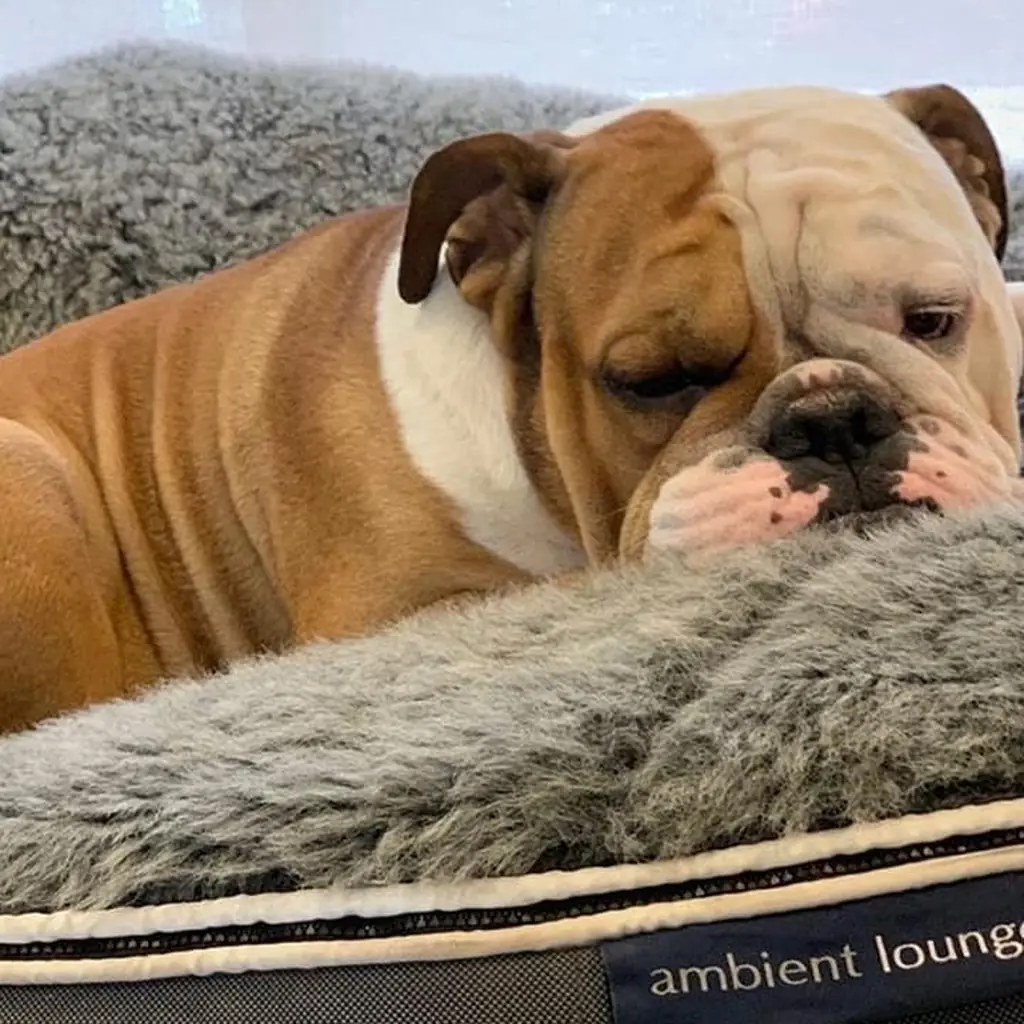 Английский бульдог на лежаке Pet Lounge Large