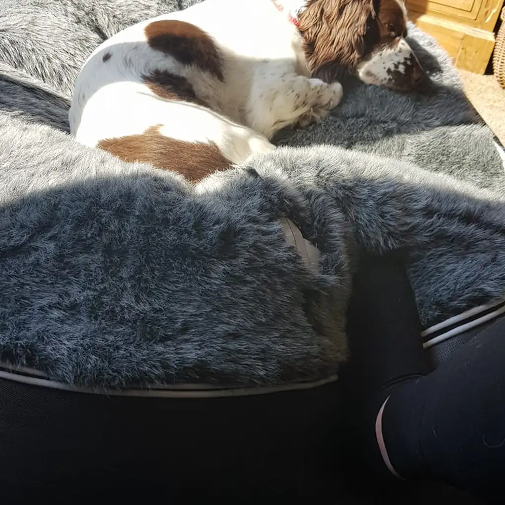 Английский спрингер-спаниель на лежаке Pet Lounge Large