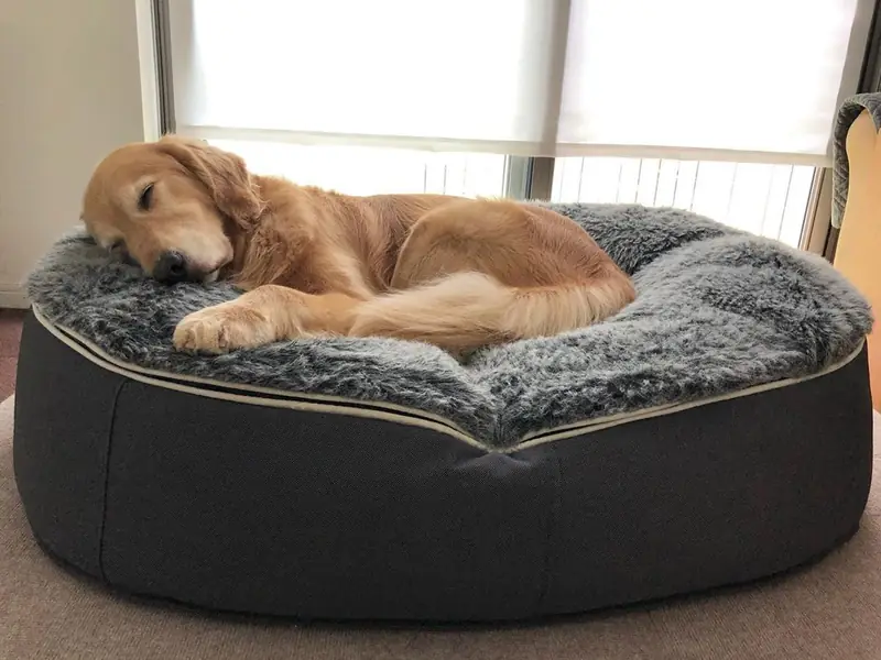 Золотистый ретривер на лежаке Pet Lounge