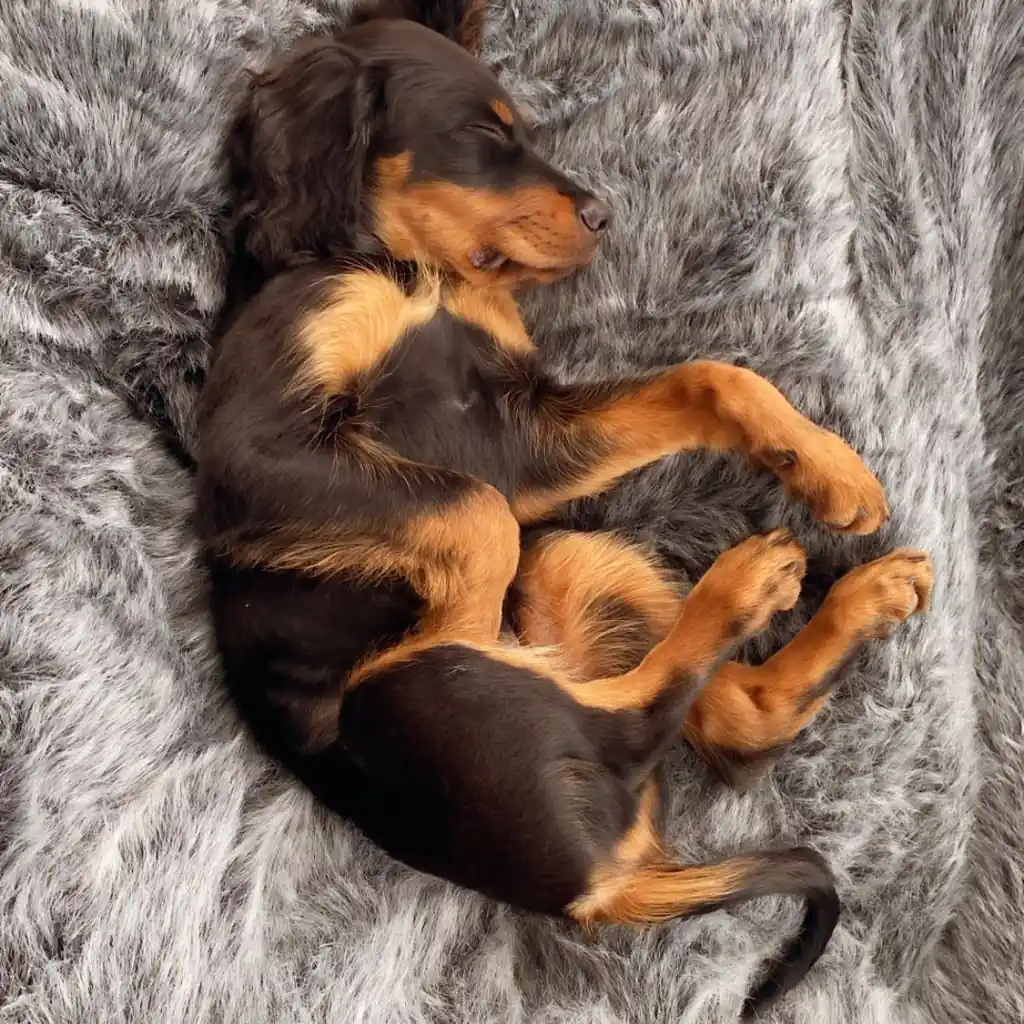 Гордон-сеттер на лежаке Pet Lounge Large