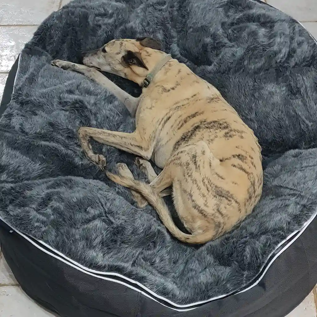 Грейхаунд на лежаке Pet Lounge Large