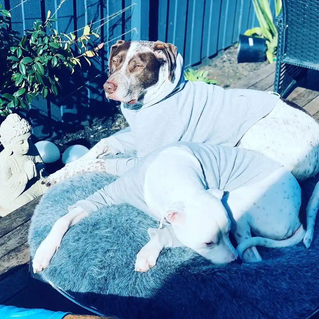 Курцхаар на лежаке Pet Lounge Large