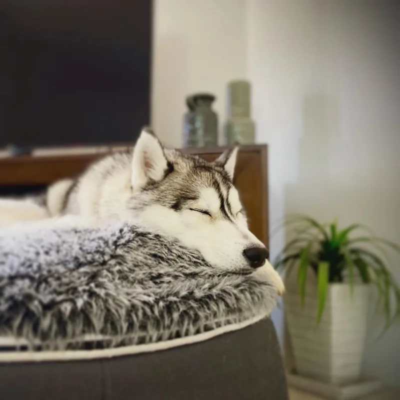 Хаски на лежаке Ambient Lounge