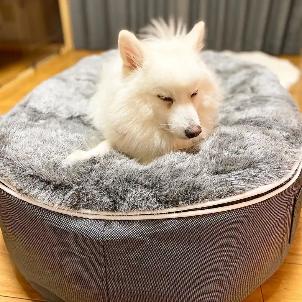 Японский шпиц на лежаке Pet Lounge Medium