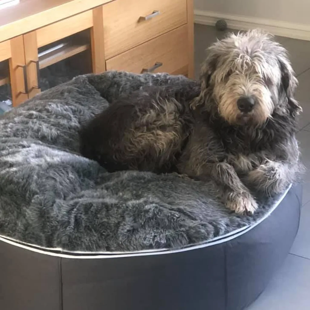 Лабрадудль на лежаке Pet Lounge Large