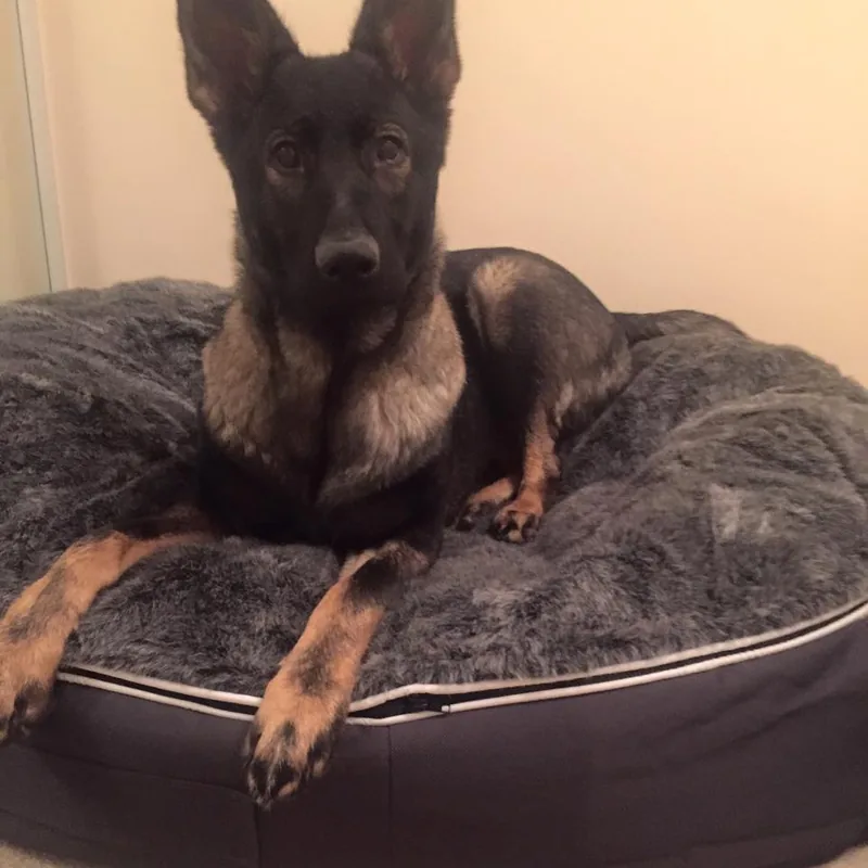 Бельгийская малинуа на лежаке Pet Lounge Large
