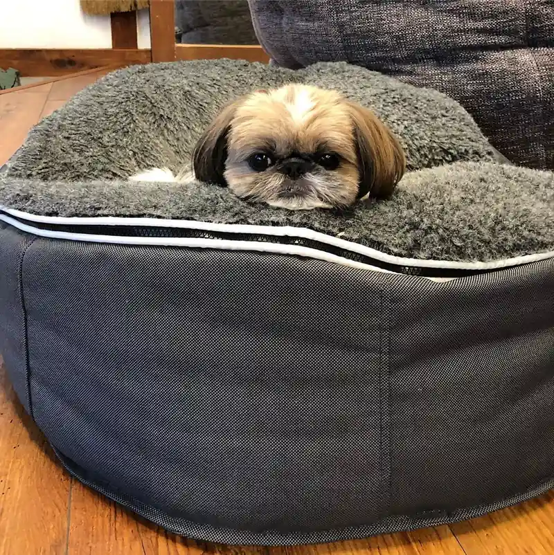 Мальтезе на Pet Lounge Small