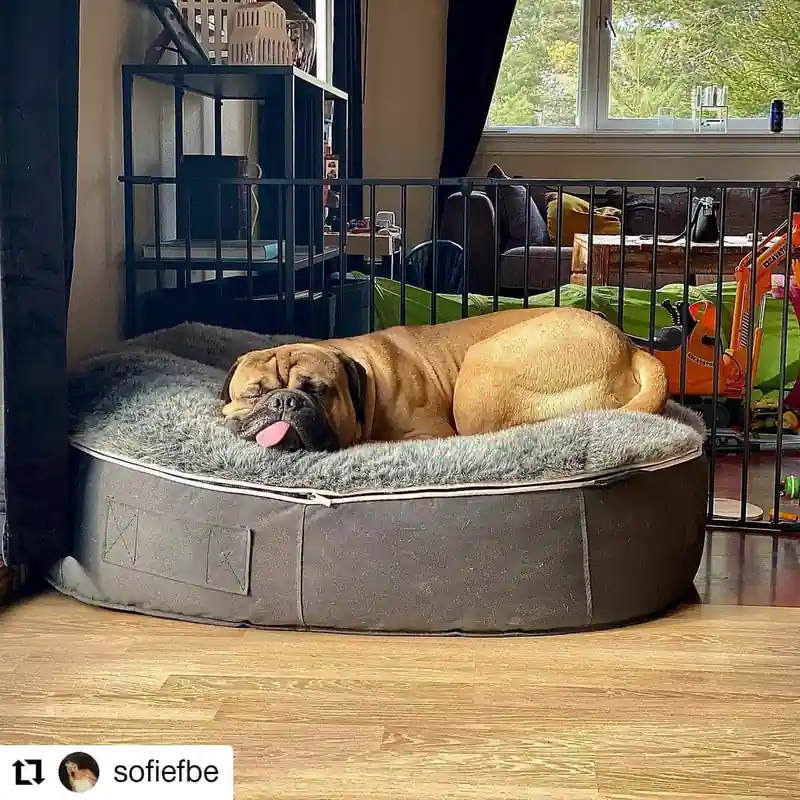 Мастиф отдыхает на лежаке XXL Pet Lounge