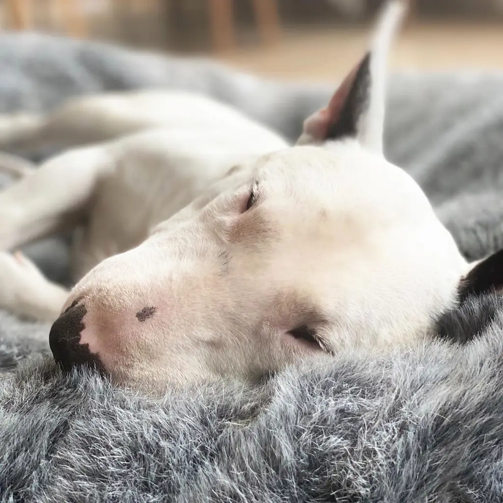Миниатюрный английский бультерьер на лежаке Pet Lounge Medium