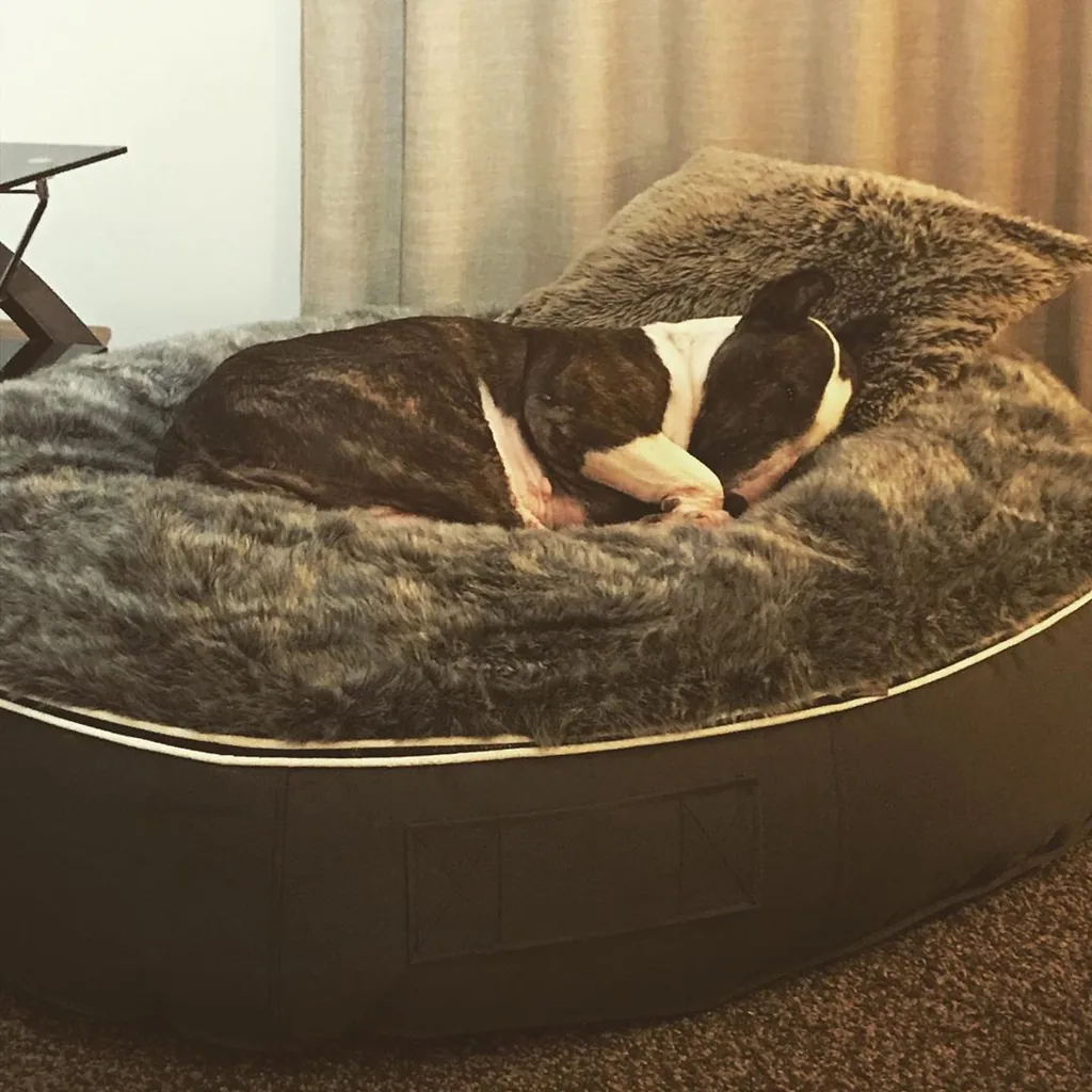 Миниатюрный бультерьер на лежаке Pet Lounge Medium