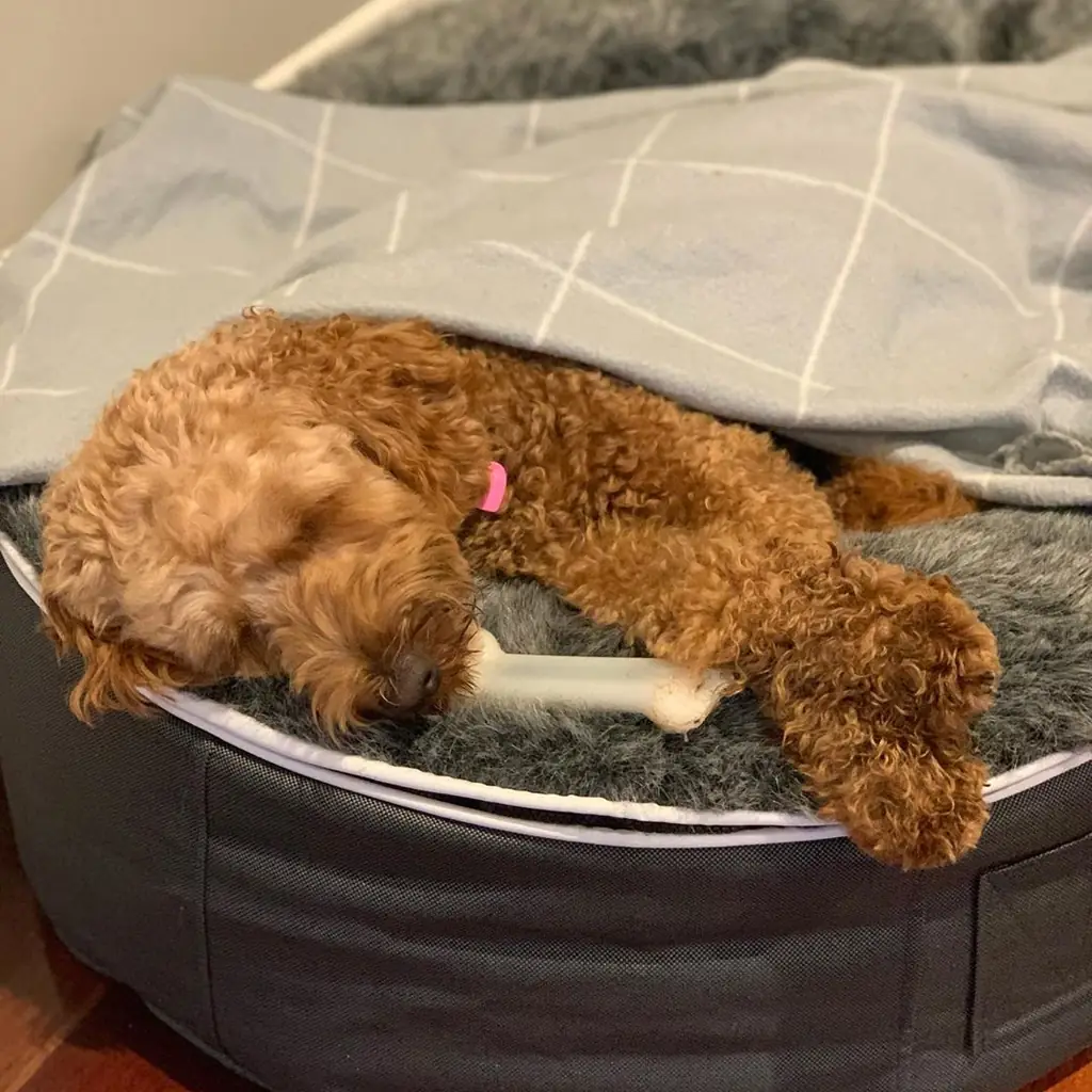 Карликовый пудель на лежаке Pet Lounge Small