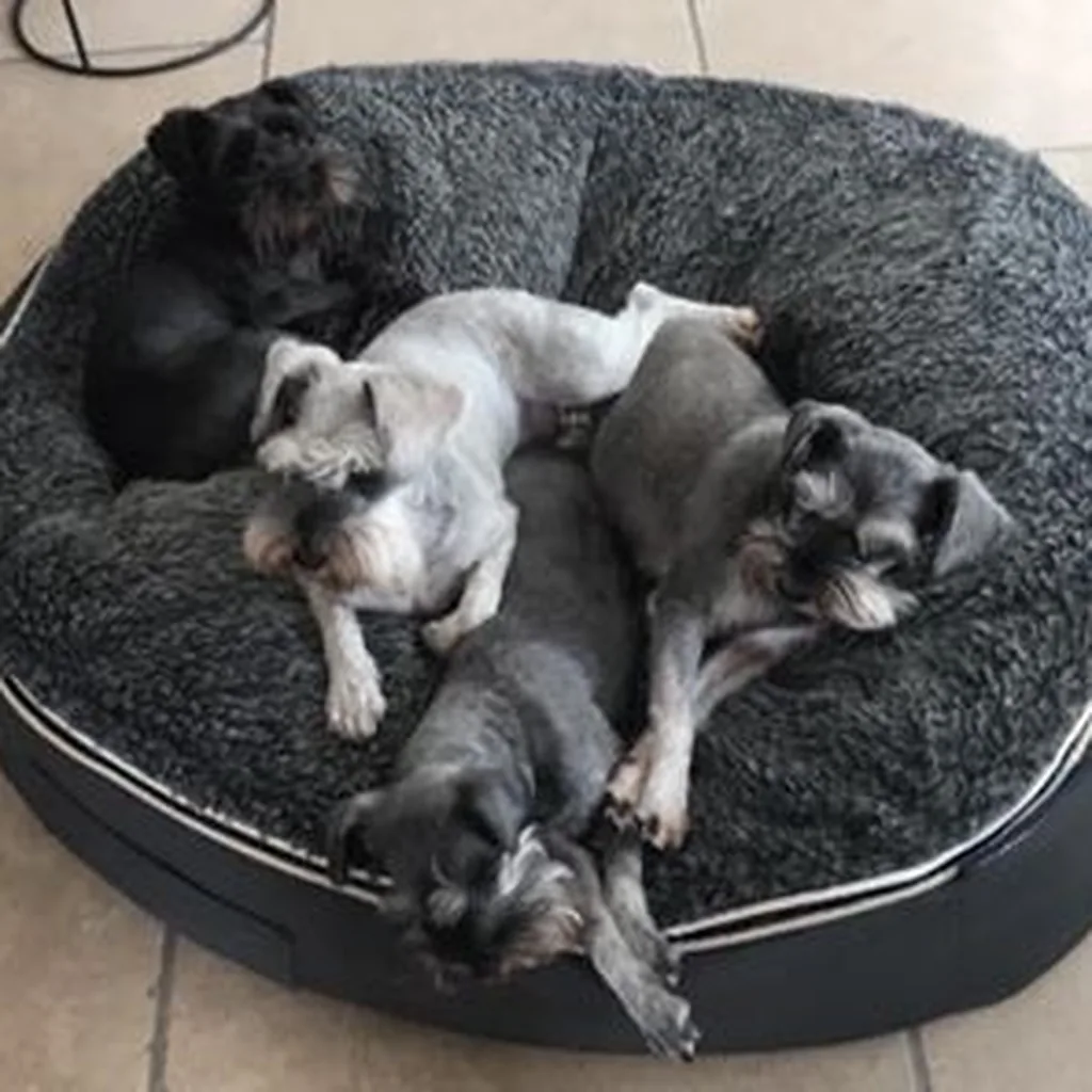 Карликовый шнауцер на лежаке Pet Lounge Small