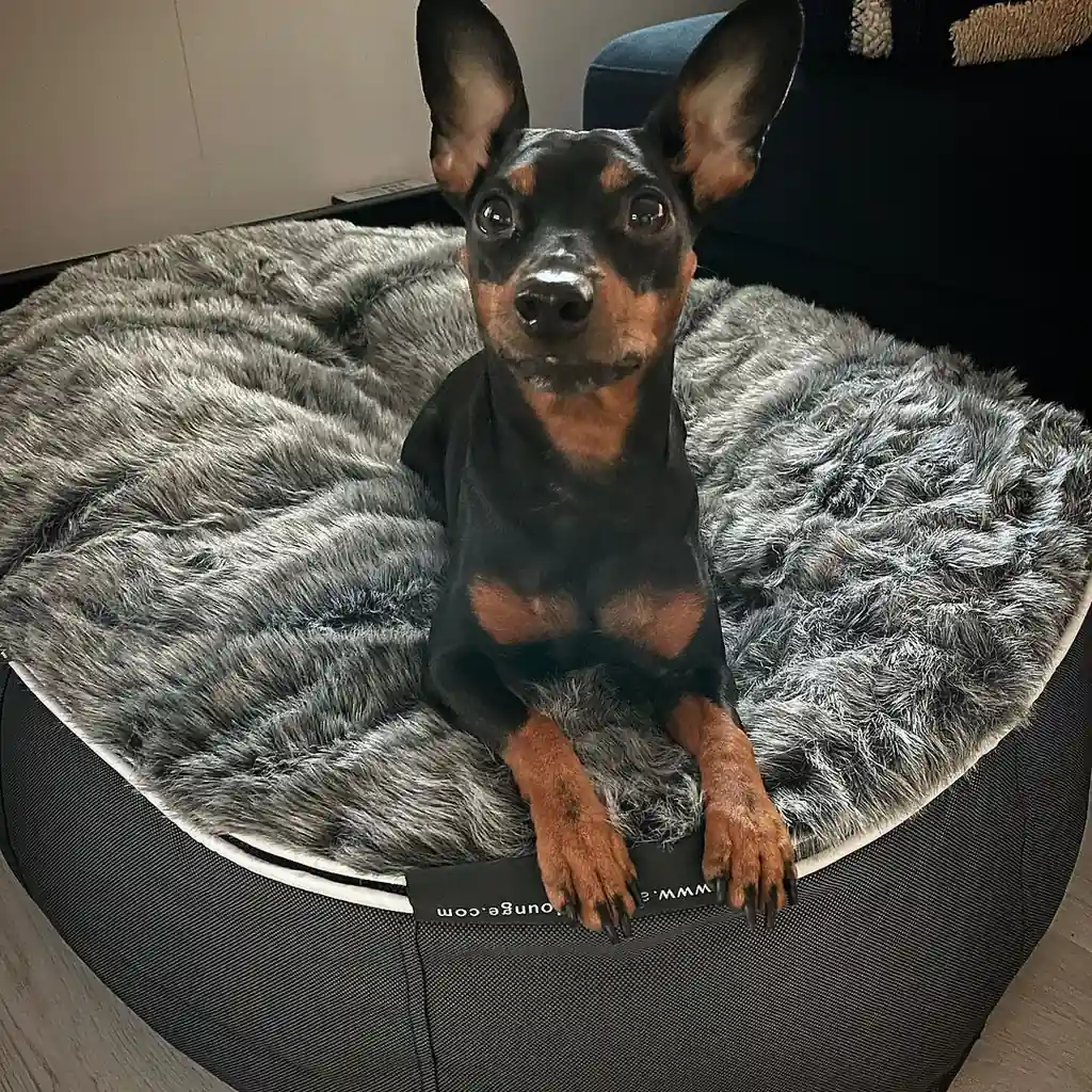 Цвергпинчер на лежаке Pet Lounge Small