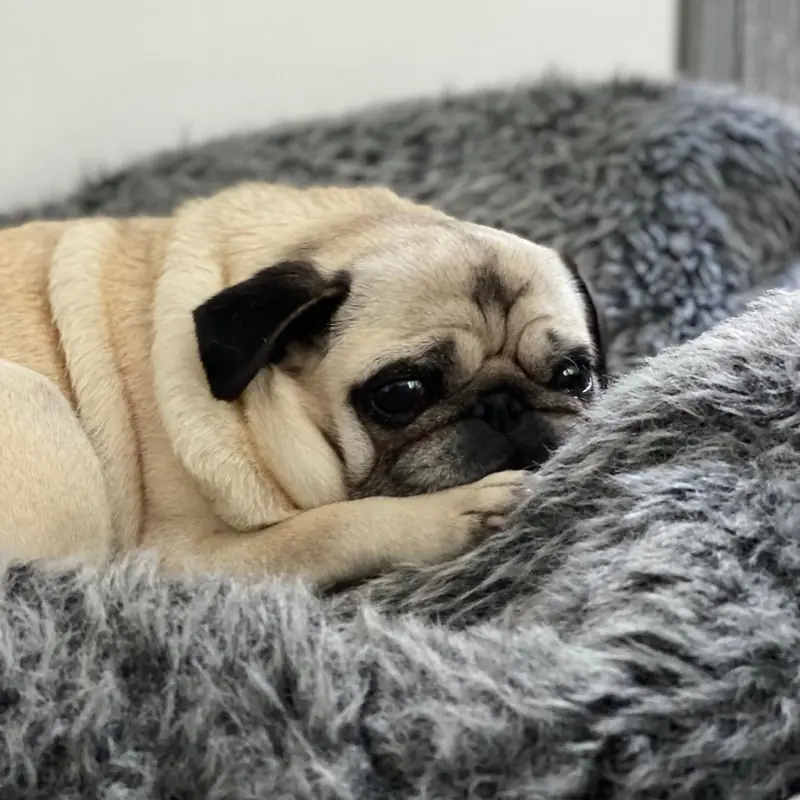 Мопс на лежаке Pet Lounge