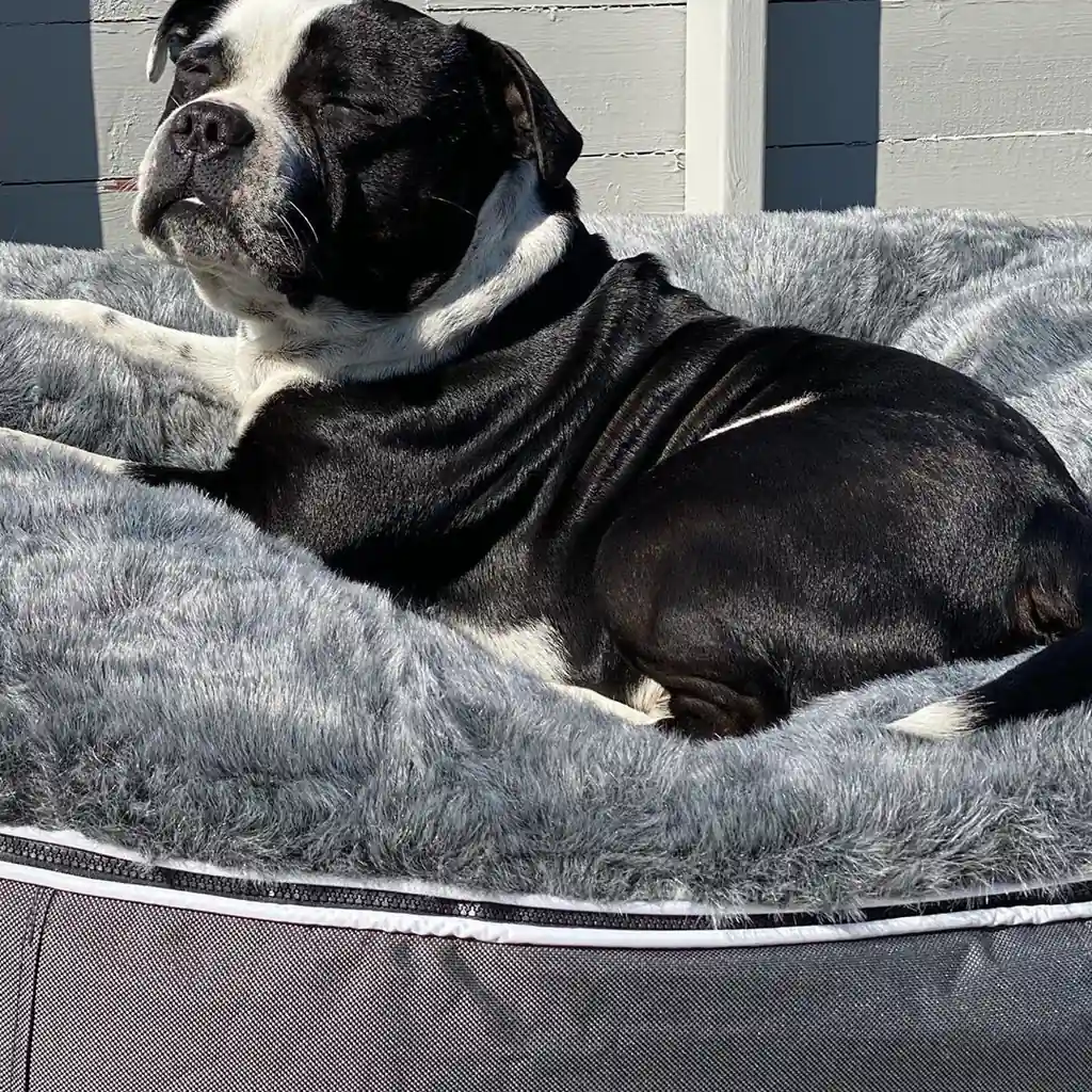 Питбультерьер на лежаке Pet Lounge Medium