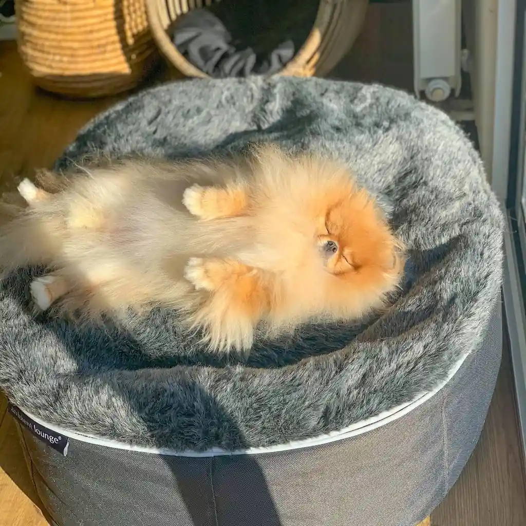 Померанский шпиц на лежаке Pet Lounge Small