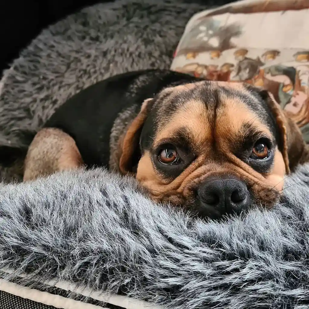 Паггл на лежаке Pet Lounge Medium