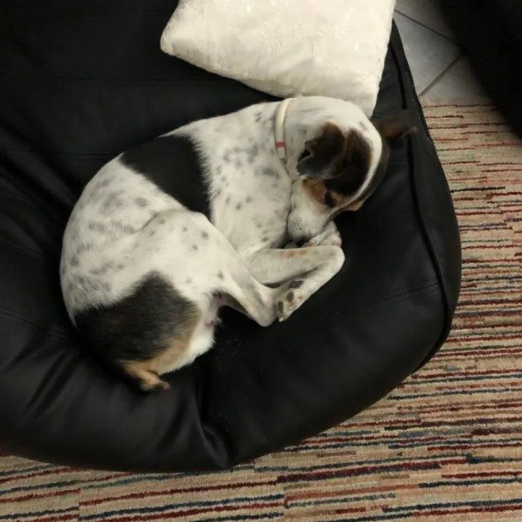 Крысиный терьер на лежаке Pet Lounge Small