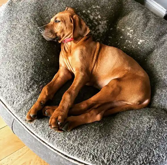 Родезийский риджбек на лежаке Pet Lounge Large