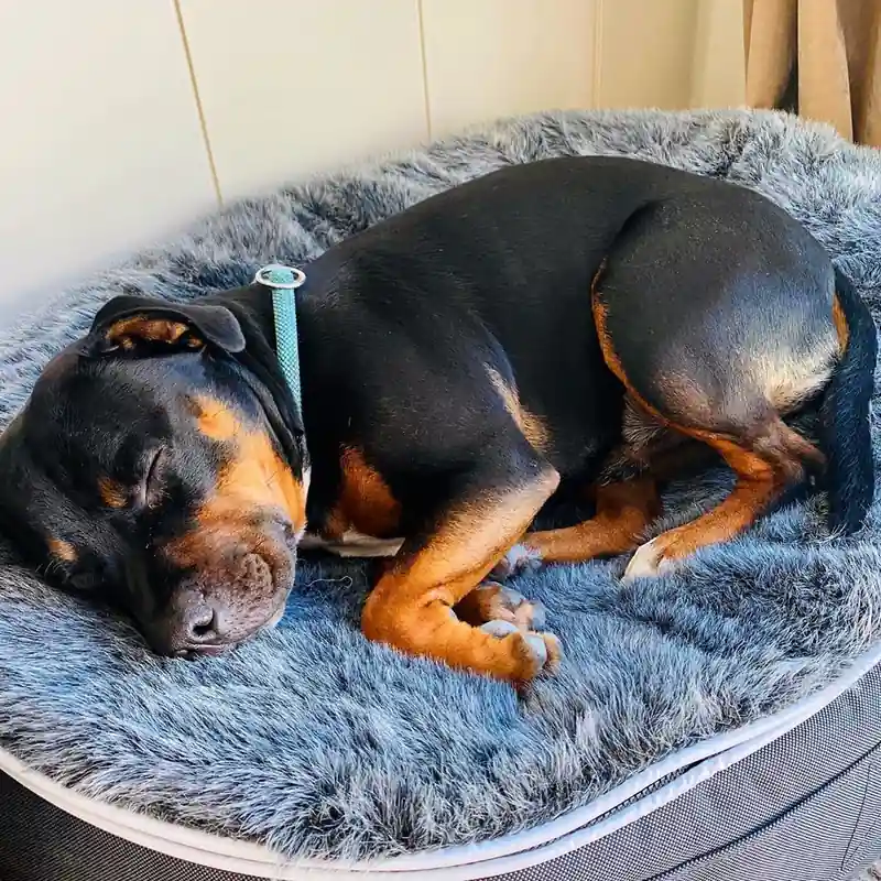 Большая рабочая собака на лежаке Pet Lounge XXL