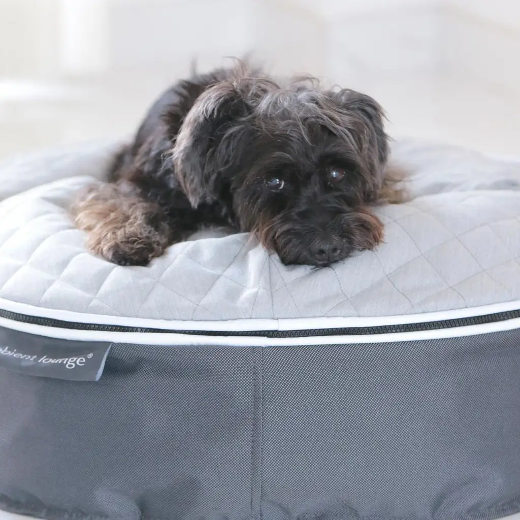 Цвергшнауцер на лежаке Pet Lounge Small