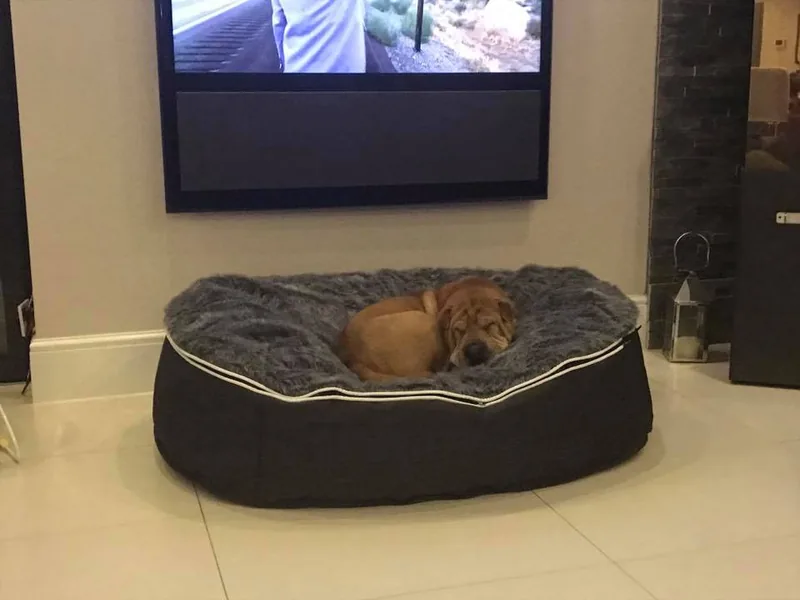 Шарпей на лежаке Pet Lounge Medium