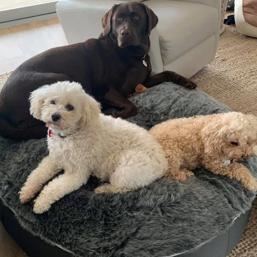 Шихпу на лежаке Pet Lounge Medium