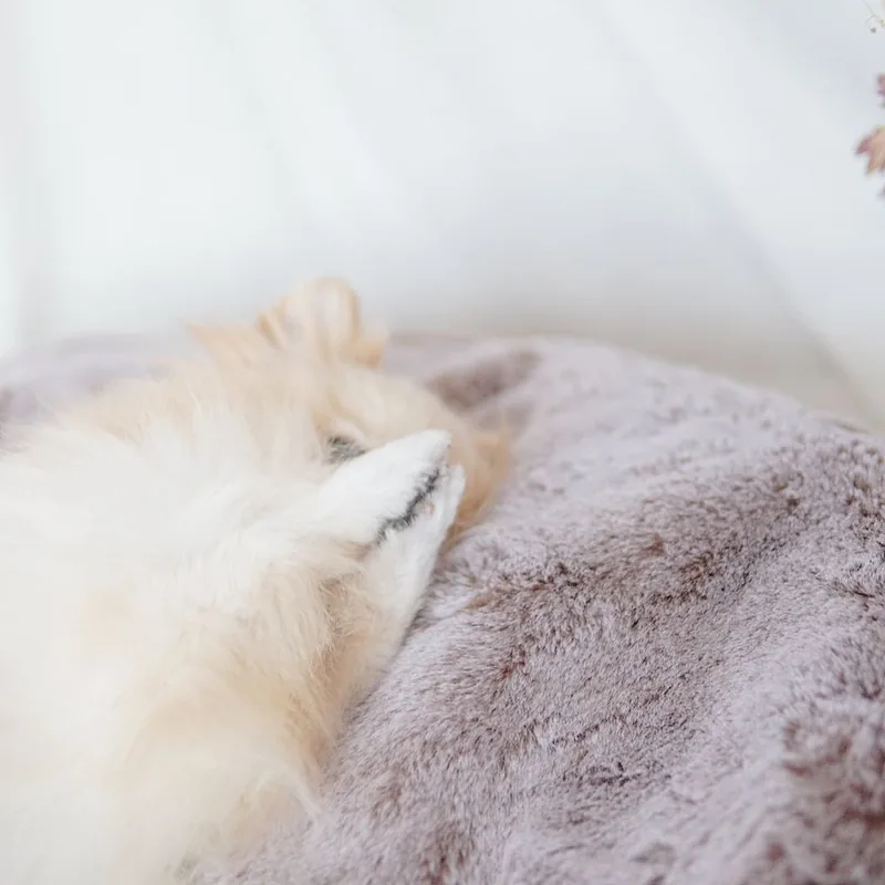 Маленькая собака на лежаке Pet Lounge