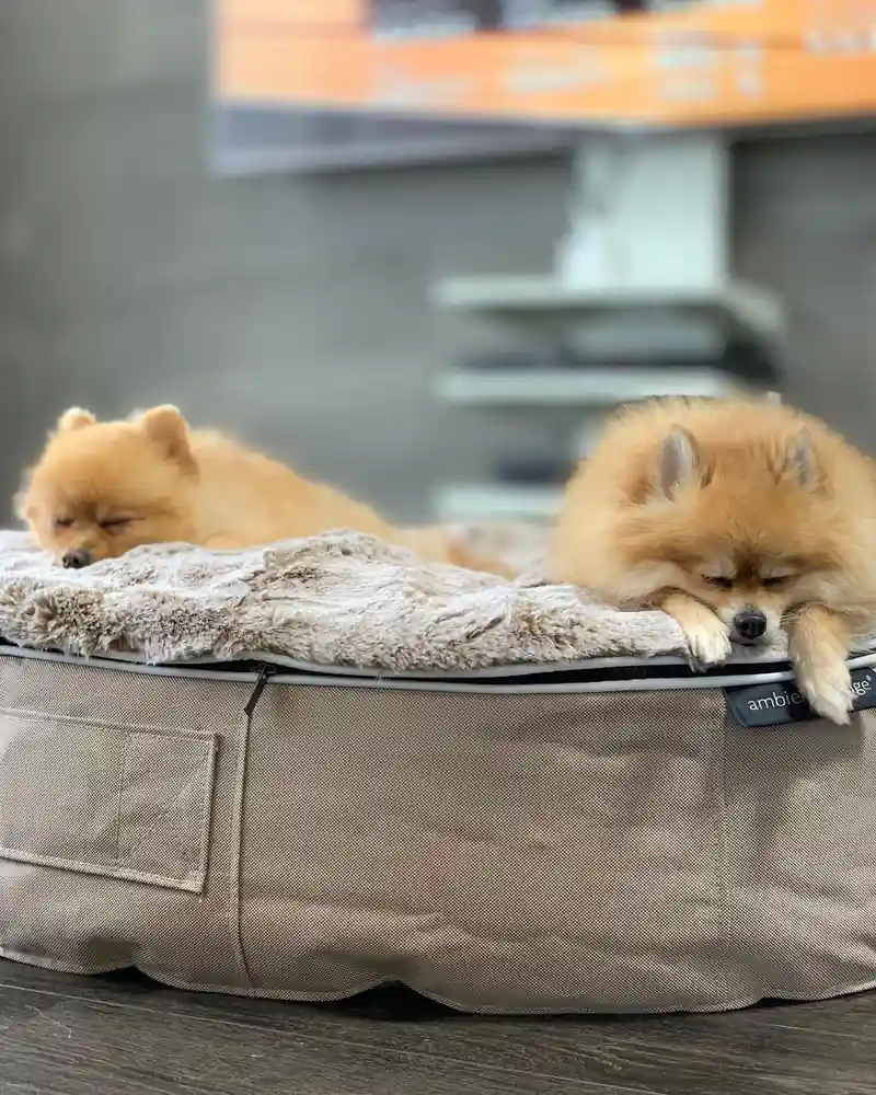 Маленькая собака на мягком лежаке Pet Lounge