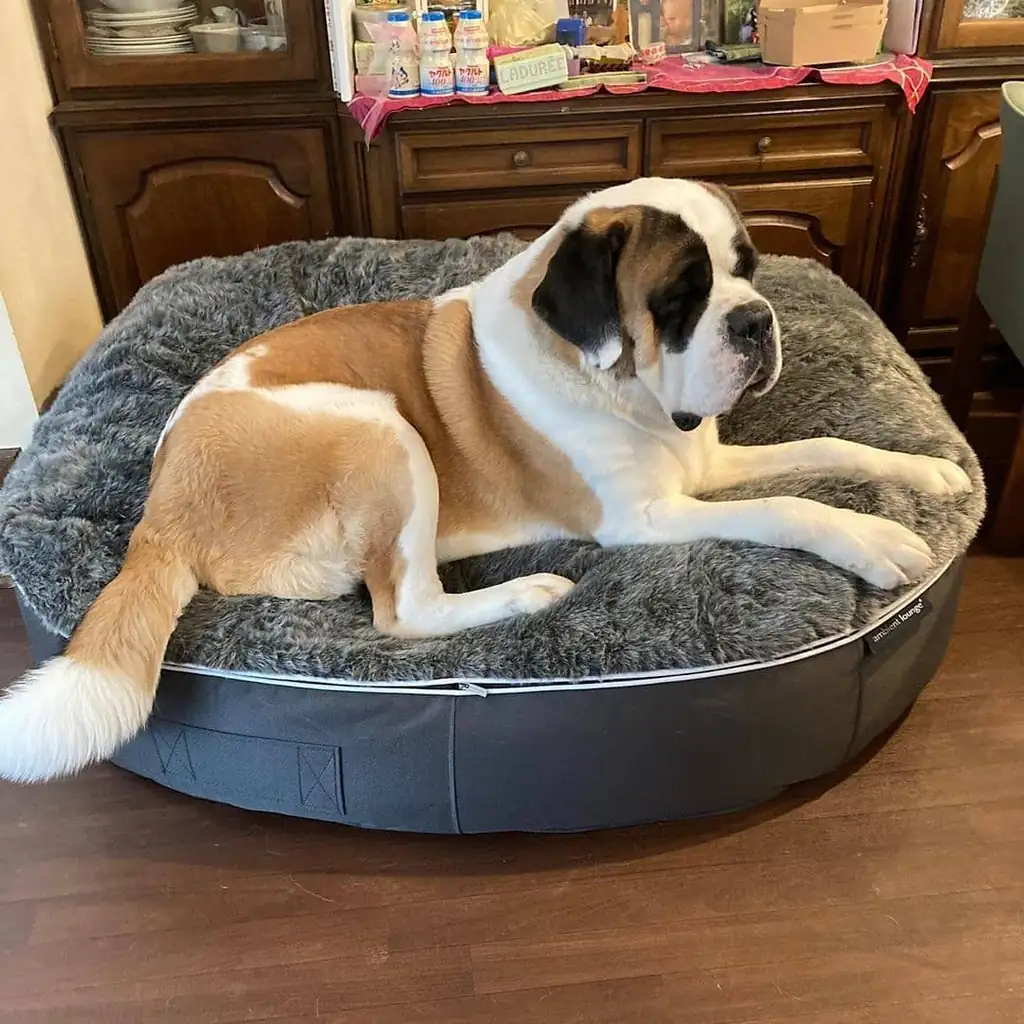 Сенбернар на лежаке Pet Lounge XXL