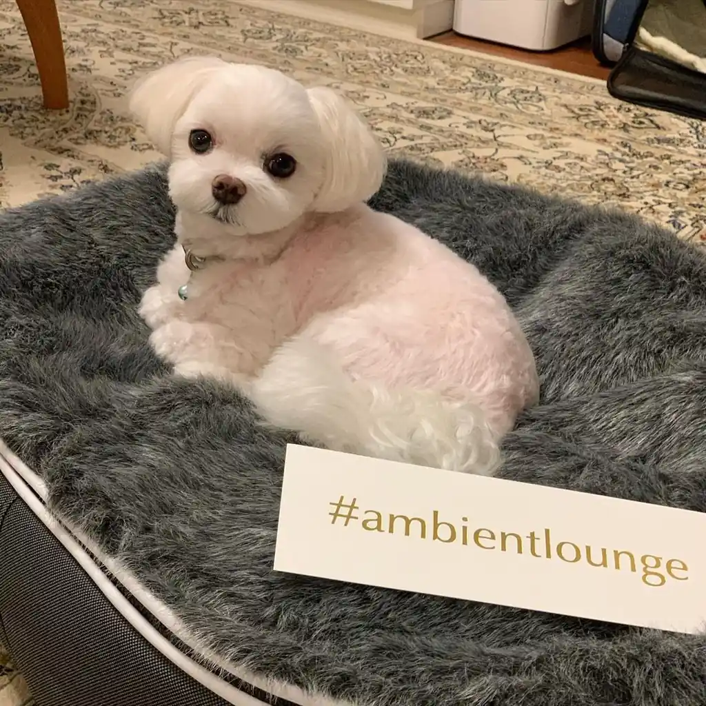 Тиккап-пудель на лежаке Pet Lounge Small